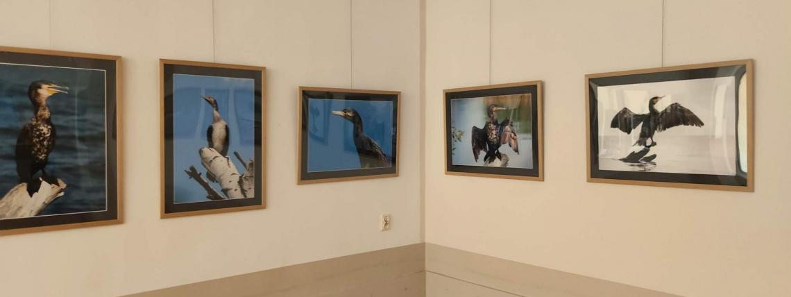 Wystawa fotografii pt. "Ptaszory" autorstwa Ziemowita Kalkowskiego.